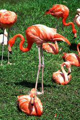 Flamingo and Friends