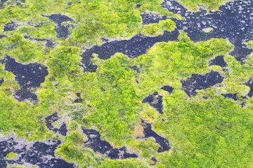 Toxic liquid.