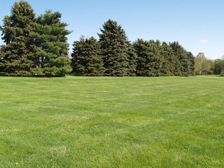 Fototapeta na wymiar evergreen trees by a green lawn