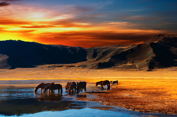 Drinking horses