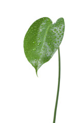 Green leaf