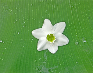 lys de la vierge sur feuille de bananier
