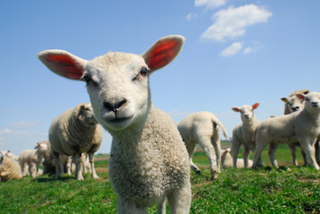 curious lamb in spring