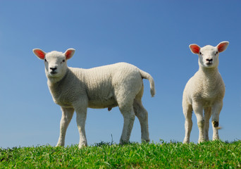 Obraz premium cute lambs in spring