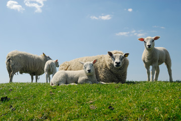 Naklejka premium mother with her cute lambs
