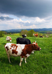 Fototapeta na wymiar Cows on the spring pasture