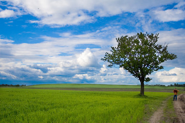 Fototapeta na wymiar Green field and white clouds