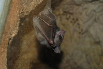 chauve souris