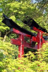 Torii &agrave; Koyasan