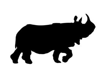 Rhino Walking