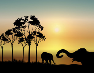 Fototapeta na wymiar Elephants at Sunrise