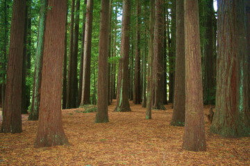 Red wood forest outside Rotorura