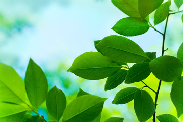 Fototapeta na wymiar green leaves as colourful background, soft focus