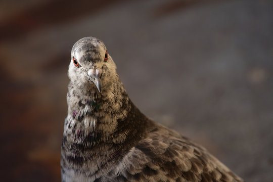 majestic pigeon portrait