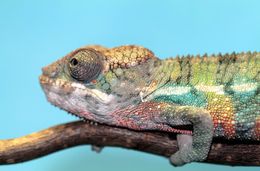 chameleon