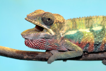 chameleon © Taboga