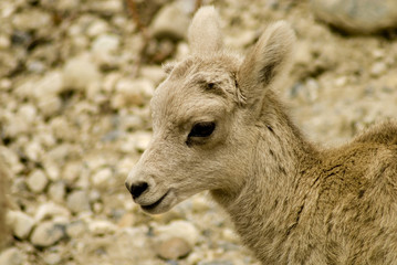 Baby Sheep