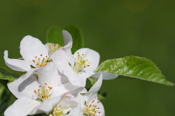 fleurs de pommier