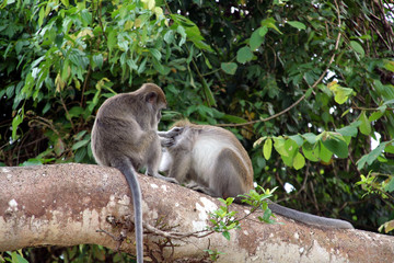 Macaque monkeys grooming each other