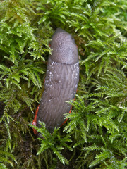 Slug on a Mossy Rock