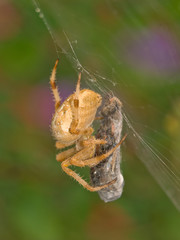 closeup of a spider on it's web wrapping an insect