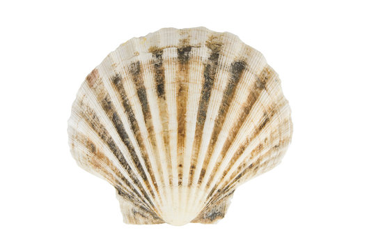 seashell with clippint path