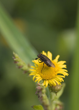 Little fly on a yellow wild flower (macro shot)