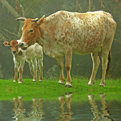 une vache et son veau