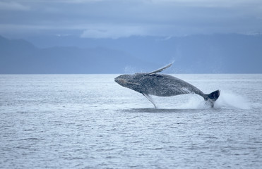 Whale breach © outdoorsman