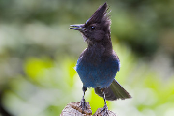 Stellar's Jay