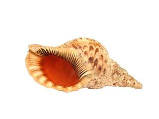 Triton (Charonia tritonis)