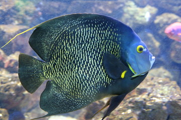 aquarium