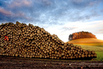 Holz in der Landschaft
