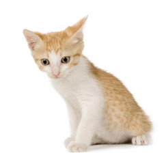 Kitten