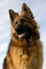 expression de berger allemand