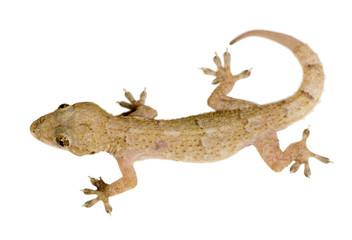 Obraz premium Gecko