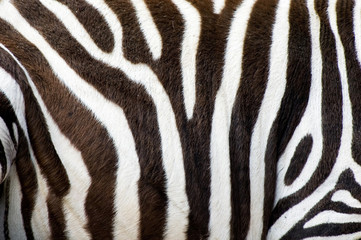 zebras skin