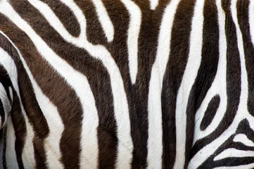 Fotobehang zebra& 39 s huid © Stepan Jezek