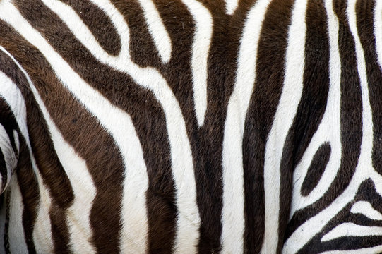 Fototapeta zebras skin