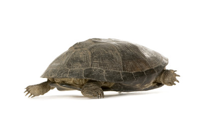 Turtle - pélusios subniger