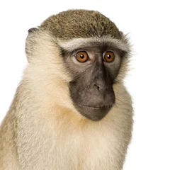 Papier Peint photo Singe Vervet Monkey - Chlorocebus pygerythrus