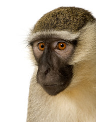 Vervet Monkey - Chlorocebus pygerythrus