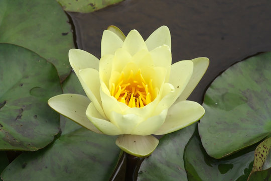 Big flower of water lily