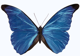 blue morpho butterfly