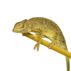 Chameleon Chamaeleo gracilis or dilepis