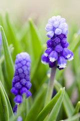 Fototapeta premium Muscari flowers
