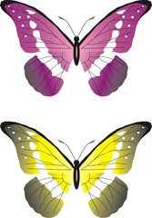 beautiful butterfly set