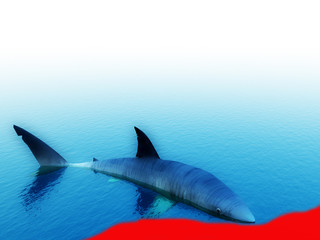 Shark With Blood 2