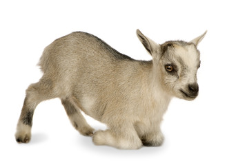 Obraz premium Young Pygmy goat