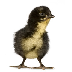 African chick